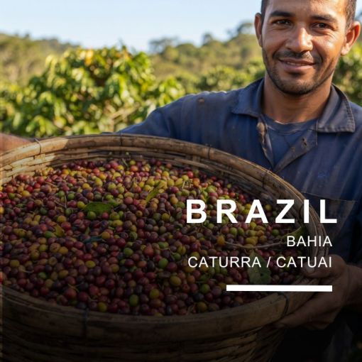 Brazīlijas kafija Caturra / Catuai | Svaigi grauzdēta | KafijasPupina.lv