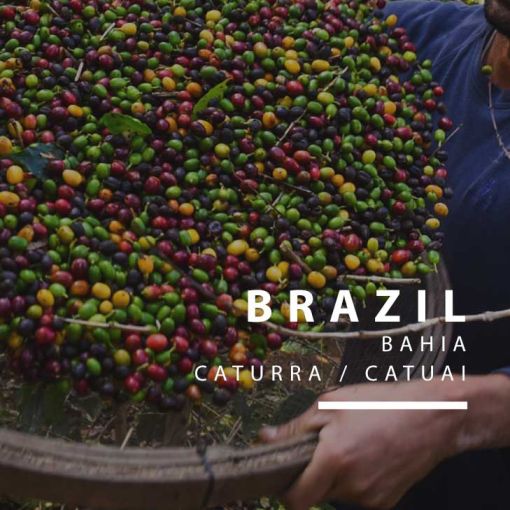 Brazīlijas kafija