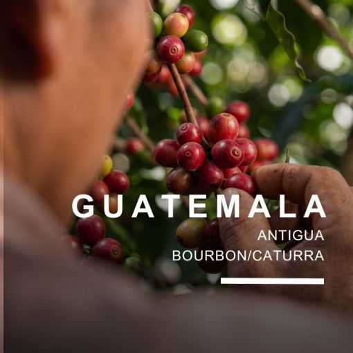 Guatemala San Buenaventura Estate, coffee 500 g