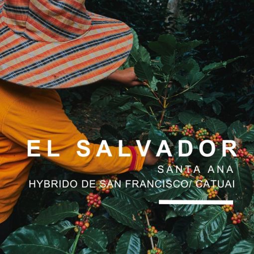 Salvadora/El Salvador Finca Los Nogales, kafija 1 kg