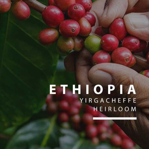Etiopia Yirgacheefee coffee