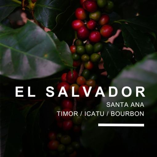 El Salvador Finca Los Nogales kafija 
