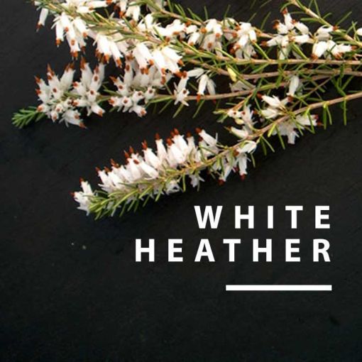 Baltie Viršu Īrisi/White Heather, kafija 1 kg