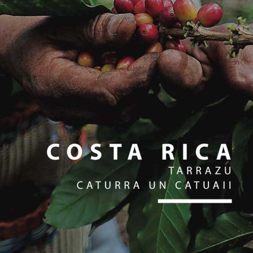 Kostarikas kafija