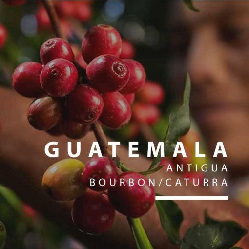 Gvatemalas kafija